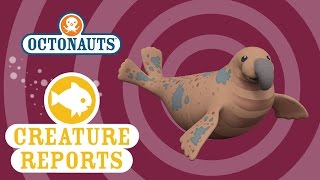 Octonauts Creature Reports  Elephant Seal [upl. by Lagas]