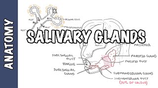 Salivary glands  Anatomy and Physiology [upl. by Gorrono]