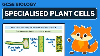 Specialised Plant Cells  GCSE Biology [upl. by Joon680]