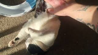 cute fluffy cat belly getting tickled whilst sunbathing [upl. by Ahsilat]