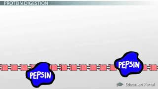 Protein Digestion and Absorption Process [upl. by Latsirk]