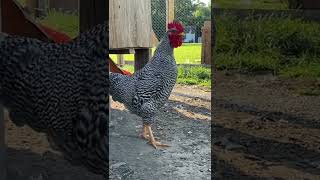 Silver Dollar the Barred Rock Rooster [upl. by Rento787]