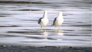 Ringbilled Gulls calling [upl. by Pearlstein]