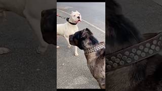 Cane Corso vs Dogo Argentino – The Ultimate Guard Dog Battle [upl. by Dao]