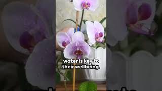 Tips for growing orchids with water orchids growingorchids 20240502 youtubeshorts gardening [upl. by Netsrik]