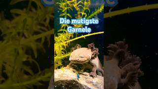 Axolotl und mutige Garnelen aquarium axolotls animals tiere [upl. by Artimed]