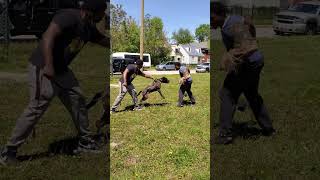 BANDOG ACE TERRIFYING ATTACK CAUGHT ON LIVE VIDEO 😱😱🤯 [upl. by Bonina303]