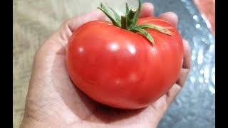 Harvesting Japanese Minowase Daikon Radishes and Beefsteak Tomatoes [upl. by Smitty]