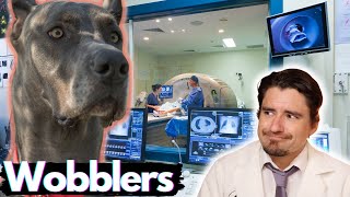 Wobblers Disease in the Dog Dr Dan Explains [upl. by Sadella]