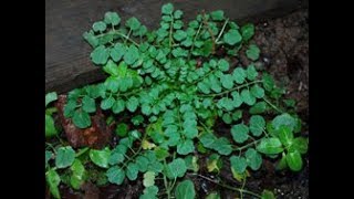 Hairy Bitter Cress Cardamine hirsuta on a rooftop [upl. by Aysab]