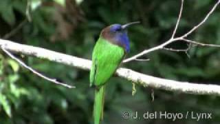 Purplebearded Beeeater  Meropogon forsteni [upl. by Koppel]