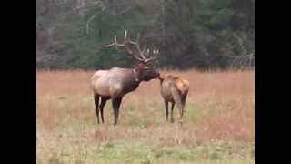 Elk bugling in Great Smoky Mountains National Park [upl. by Herahab]