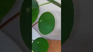 Pilea peperomioides [upl. by Baptista]