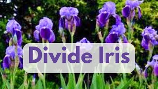 How To Divide Iris [upl. by Korella581]