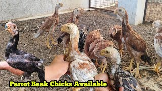 Parrot Beak Temper Tail Chicks Sold out chicken birds parrot parrots [upl. by Zachariah672]