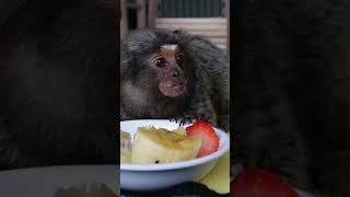 Adorable Baby Monkey Eats Banana Kiwi and Strawberry marmoset babyprimate fingermonkey [upl. by Woothen]