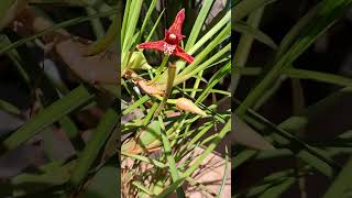 Orquídea maxillaria tenuifolia cleofatima7414 [upl. by Mariellen]