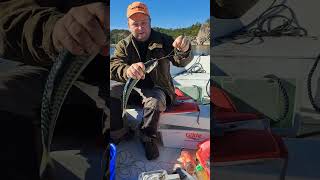 Fishing makrell in norway fishing sailboat sailing boating fish [upl. by Gardia191]