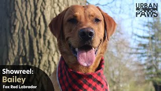 Dog Training Bailey Fox Red Labrador [upl. by Oibirot189]