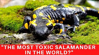 The Fire Salamander maybe the most toxic salamander in the world Learn more here [upl. by Aleet52]