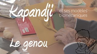 Le genou et le rôle des ligaments  les modèles biomécaniques de Kapandji [upl. by Adiela822]