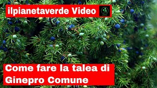 Come riprodurre con la talea il Ginepro Comune  Juniperus Communis [upl. by Nylsoj]