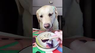 Lets watch Kikos delicious food  Doglife Ep05 dog doglover doglife puppy puppies pets fyp [upl. by Atiuqal138]