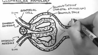 Renal Anatomy 3  Glomerular Histology [upl. by Innavoj199]