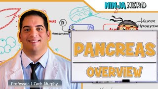 Endocrinology  Pancreas Overview [upl. by Swanson]