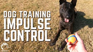 Dog Training for Impulse Control [upl. by Almire237]