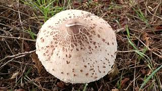 Macrolepiota Procera 🍴🍴🍴Circuit des Louvries [upl. by Mallorie]