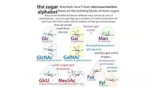 Carbohydrates and glycobiology [upl. by Adalbert875]