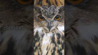 The Silent Hunters How Owls Fly Without a Sound [upl. by Okramed905]