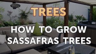 How to Grow Sassafras Trees [upl. by Brey]