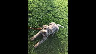 Noodles  Lagotto Romagnolo  3 Weeks Residential Dog Training [upl. by Keram]