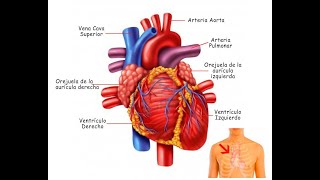 ESTRUCTURA Y FUNCIONAMIENTO DEL CORAZON  CIENCIA 6 FASE 3 SEMANA 19 [upl. by Dnomed218]