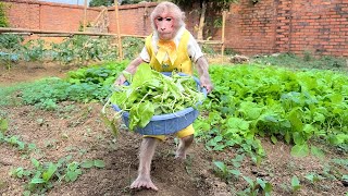 Bibi harvests vegetables and sweet potatoes to help Dad [upl. by Anallise]