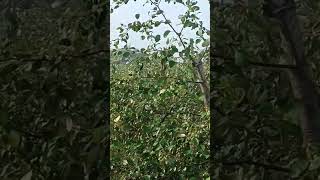 Boroi  Mredha Agro jujubi farming agrolife agroculture nature fruit [upl. by Icnarf995]