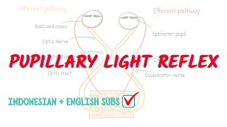 Pupillary light reflex pathway explained  Neuroaholics [upl. by Enixam]