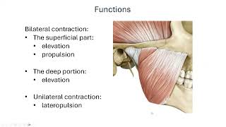 Muscles of Mastication [upl. by Lori]