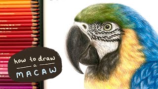 HOW TO DRAW A REALISTIC MACAW  drawing feather textures with coloured pencils [upl. by Kcirdec]