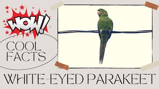 whiteeyed parakeet facts 🦜 whiteeyed conure 🦜 calling 🎼 [upl. by Anawek946]