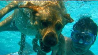 Dog Swimming Underwater 61109  Day 42 [upl. by Newcomb]