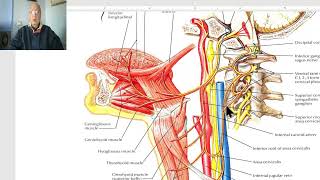 Anatomy of head and neck module in Arabic 84 Ansa cervicalis  by Dr Wahdan [upl. by Imray]