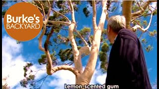 Lemonscented gum [upl. by Fransis]