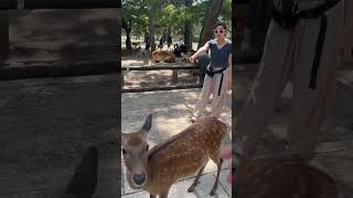 Feeding the bowing Nara deer in Japan [upl. by Assiran]