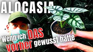 Von Anfang bis Ende getestet Alocasia über Knollen bzw Rhizome vermehren  Pflege Tipps inklusive [upl. by Verene]