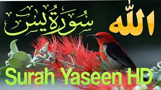 Surah Yaseen  Yasin full hd by Sheikh QARI MUHAMMAD ZUBAIR tilawat Yaseen sharif beautiful [upl. by Acissej]