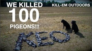 Killing 100 Pigeons Part 1 [upl. by Dinerman]