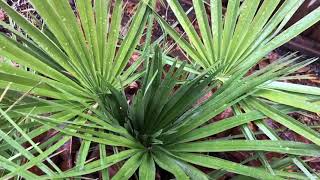 The European Fan Palm  Chamaerops humilis [upl. by Ianahs]